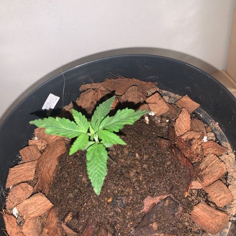 California O. G. x Manga Rosa Auto growlog timeline photo