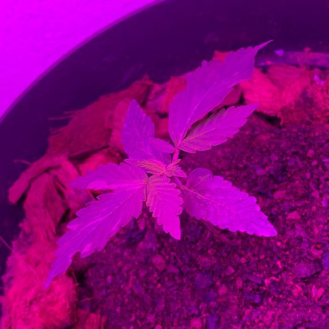 California O. G. x Manga Rosa Auto growlog timeline photo