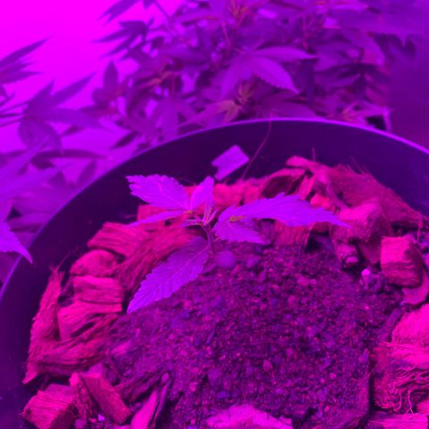 California O. G. x Manga Rosa Auto growlog timeline photo