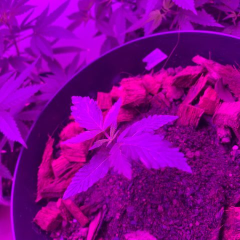 California O. G. x Manga Rosa Auto growlog timeline photo