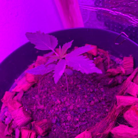 California O. G. x Manga Rosa Auto growlog timeline photo