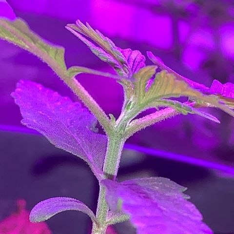 California O. G. x Manga Rosa Auto growlog timeline photo