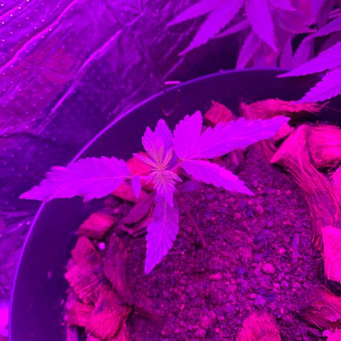 California O. G. x Manga Rosa Auto growlog timeline photo