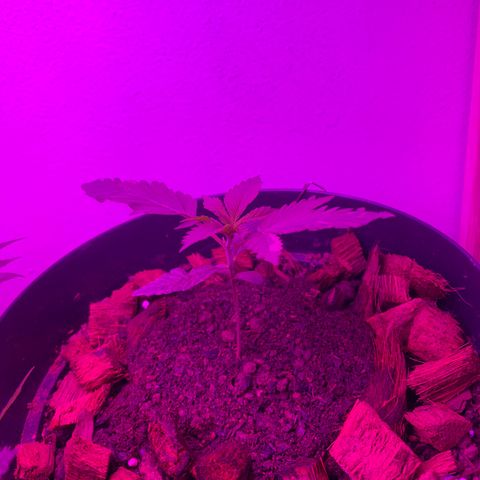 California O. G. x Manga Rosa Auto growlog timeline photo