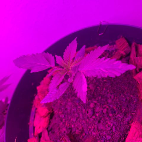 California O. G. x Manga Rosa Auto growlog timeline photo