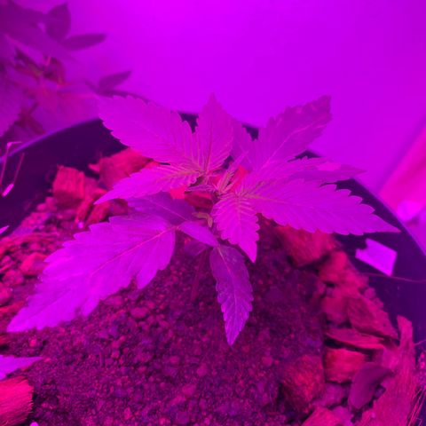 California O. G. x Manga Rosa Auto growlog timeline photo