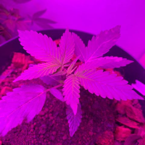 California O. G. x Manga Rosa Auto growlog timeline photo