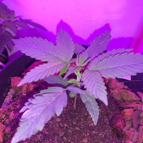California O. G. x Manga Rosa Auto growlog timeline photo