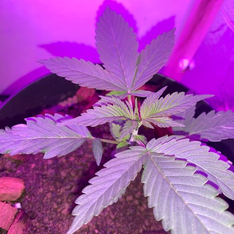 California O. G. x Manga Rosa Auto growlog timeline photo