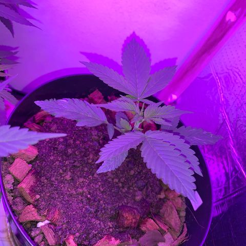 California O. G. x Manga Rosa Auto growlog timeline photo
