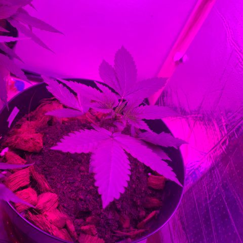 California O. G. x Manga Rosa Auto growlog timeline photo
