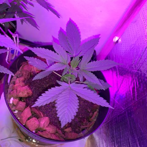California O. G. x Manga Rosa Auto growlog timeline photo