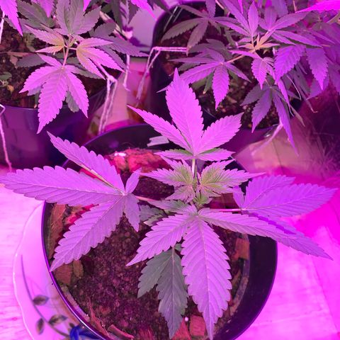 California O. G. x Manga Rosa Auto growlog timeline photo