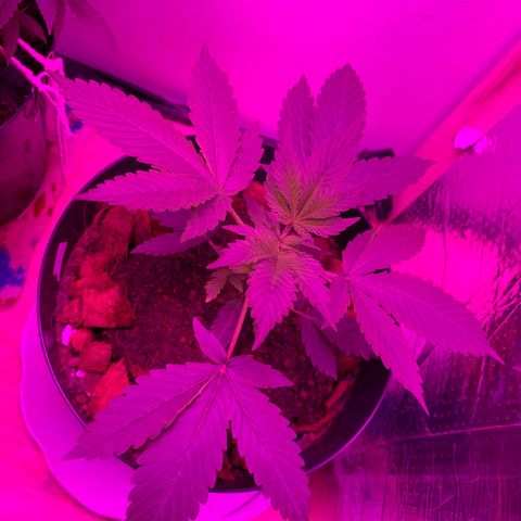 California O. G. x Manga Rosa Auto growlog timeline photo