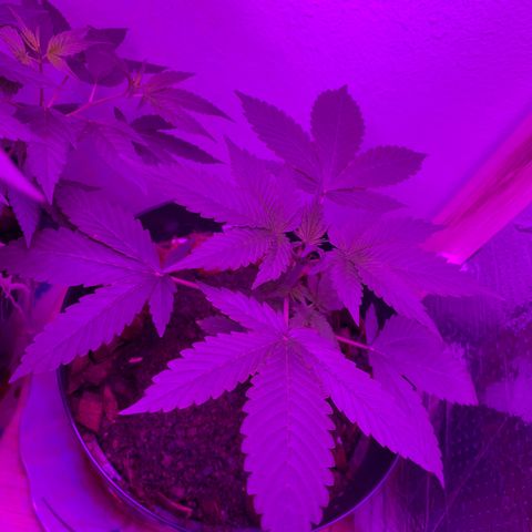 California O. G. x Manga Rosa Auto growlog timeline photo