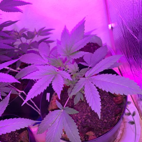 California O. G. x Manga Rosa Auto growlog timeline photo