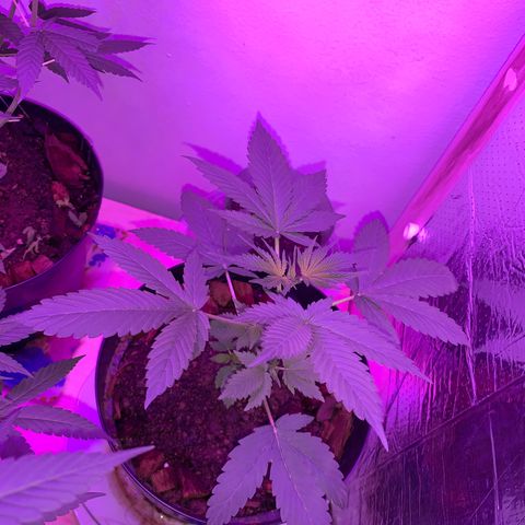 California O. G. x Manga Rosa Auto growlog timeline photo