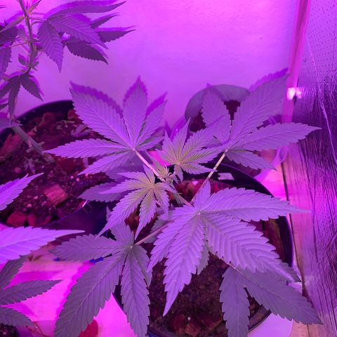 California O. G. x Manga Rosa Auto growlog timeline photo