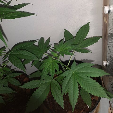 California O. G. x Manga Rosa Auto growlog timeline photo