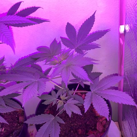 California O. G. x Manga Rosa Auto growlog timeline photo