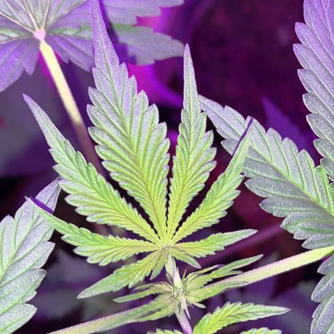 California O. G. x Manga Rosa Auto growlog timeline photo