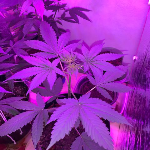 California O. G. x Manga Rosa Auto growlog timeline photo