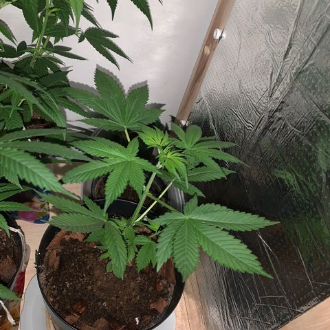 California O. G. x Manga Rosa Auto growlog timeline photo