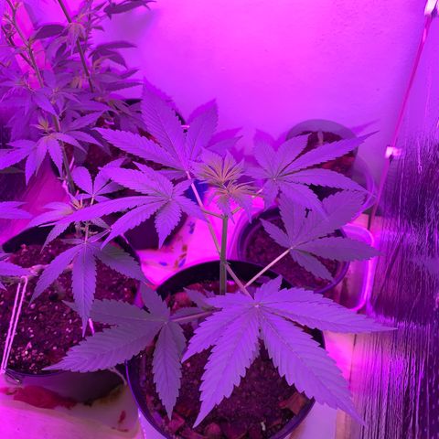 California O. G. x Manga Rosa Auto growlog timeline photo