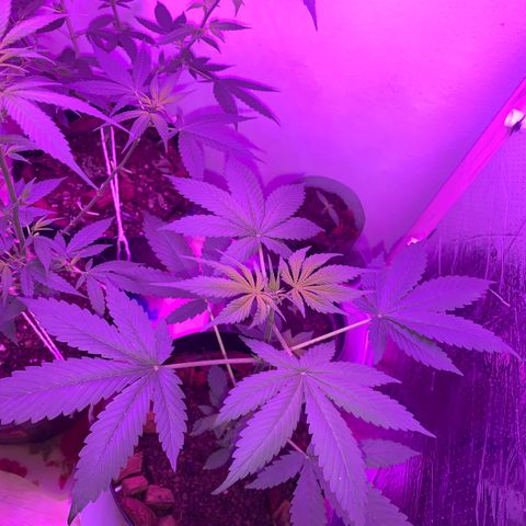 California O. G. x Manga Rosa Auto growlog timeline photo