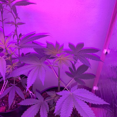 California O. G. x Manga Rosa Auto growlog timeline photo