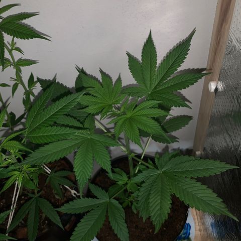California O. G. x Manga Rosa Auto growlog timeline photo