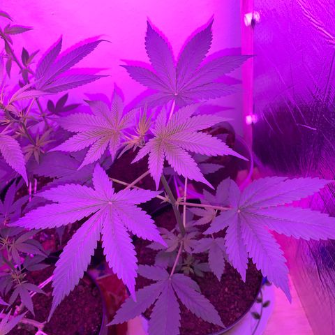 California O. G. x Manga Rosa Auto growlog timeline photo