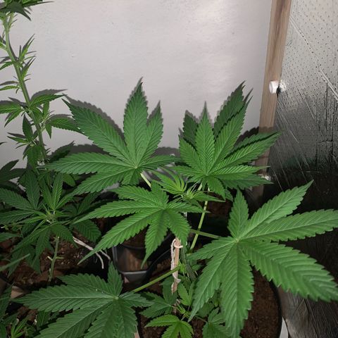 California O. G. x Manga Rosa Auto growlog timeline photo