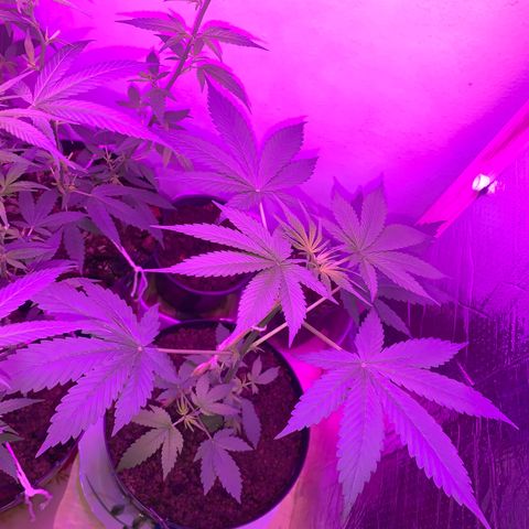 California O. G. x Manga Rosa Auto growlog timeline photo