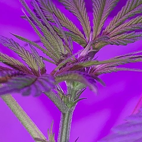 California O. G. x Manga Rosa Auto growlog timeline photo