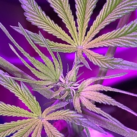 California O. G. x Manga Rosa Auto growlog timeline photo