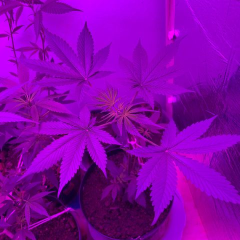 California O. G. x Manga Rosa Auto growlog timeline photo