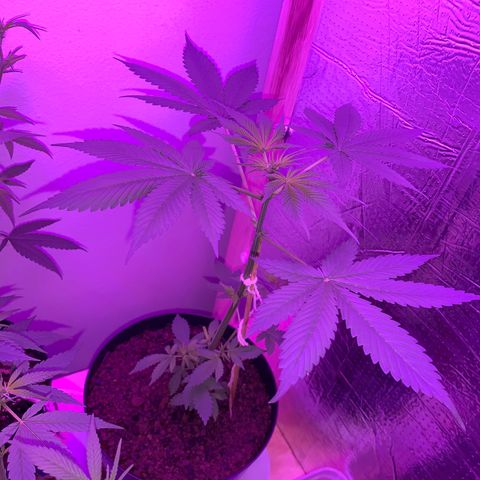 California O. G. x Manga Rosa Auto growlog timeline photo