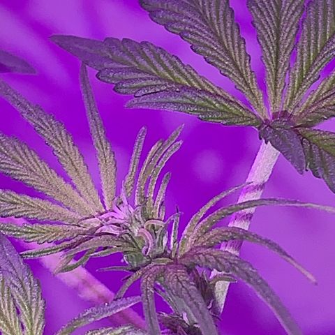 California O. G. x Manga Rosa Auto growlog timeline photo