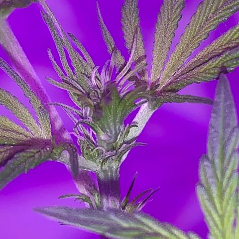 California O. G. x Manga Rosa Auto growlog timeline photo
