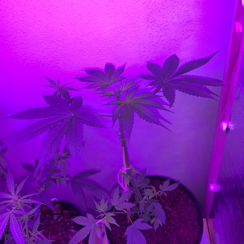 California O. G. x Manga Rosa Auto growlog timeline photo