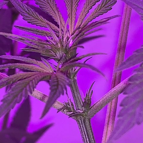 California O. G. x Manga Rosa Auto growlog timeline photo