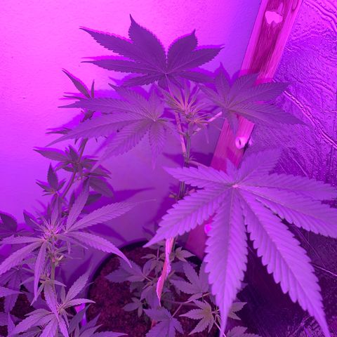California O. G. x Manga Rosa Auto growlog timeline photo