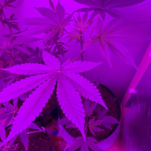 California O. G. x Manga Rosa Auto growlog timeline photo