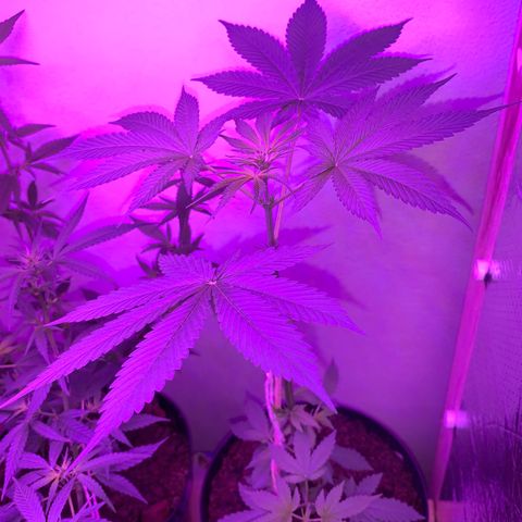 California O. G. x Manga Rosa Auto growlog timeline photo