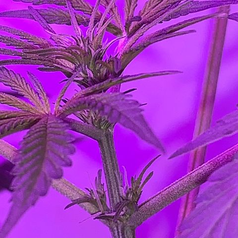 California O. G. x Manga Rosa Auto growlog timeline photo
