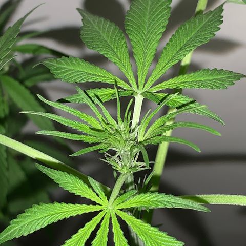 California O. G. x Manga Rosa Auto growlog timeline photo