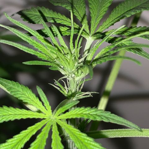 California O. G. x Manga Rosa Auto growlog timeline photo