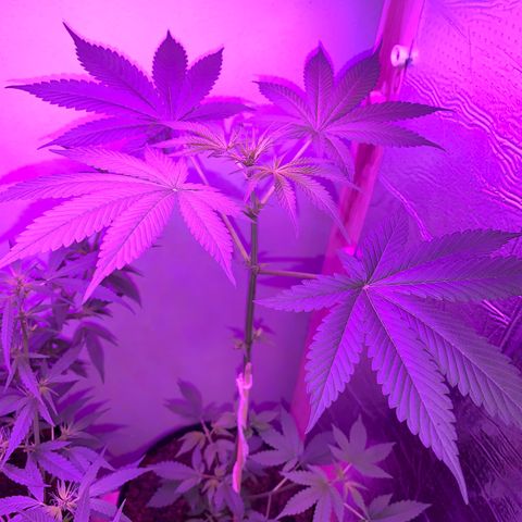 California O. G. x Manga Rosa Auto growlog timeline photo