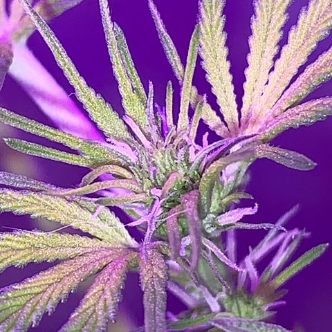 California O. G. x Manga Rosa Auto growlog timeline photo
